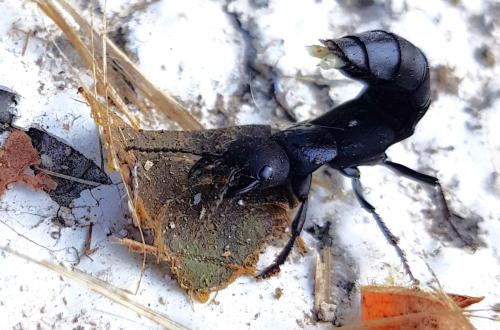 Ocypus sp.